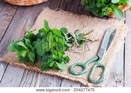 Bunch of fresh green mint on a wooden table with scissors