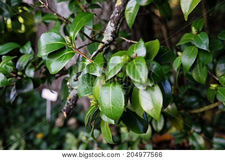dark green leaf of camellia japonica close up view leaves