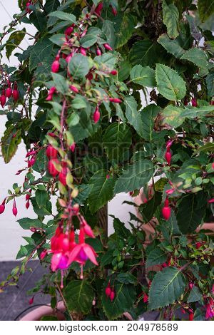 fuchsia plant cultivars onagraceae with pink red flower buds close up