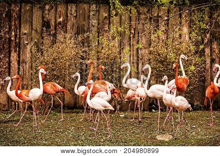 Colony of flamingos. Animal scene. Vibrant colors. Wading birds. Beauty in nature. Red photo filter.