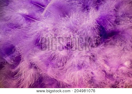 Beautiful Colorful Bird Feathers For Decorative Purposes