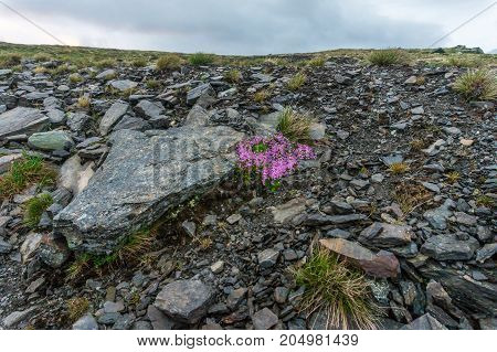 Multicolored stones and moss in mountains of Western Norway