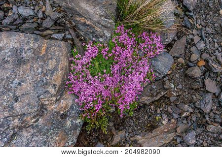 Multicolored stones and moss in mountains of Western Norway