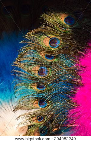 Beautiful peacock bird feathers for decorative purposes