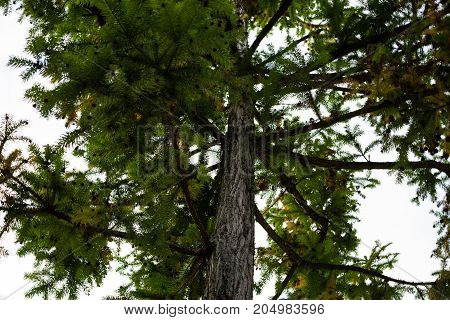 tree of cunninghamia lanceolata with sky background from west china with trunk
