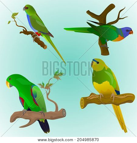 set of four colorful parrots isolated each object is located on a separate layer light blue background