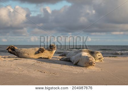 three harbour seals Phoca vitulina resting on the beach. Early morning at Grenen, Denmark
