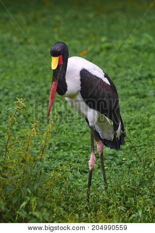 Portrait of Saddle billed stork (Ephippiorhynchus senegalensis) close up.