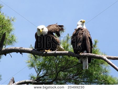Parring par Bald Eagles