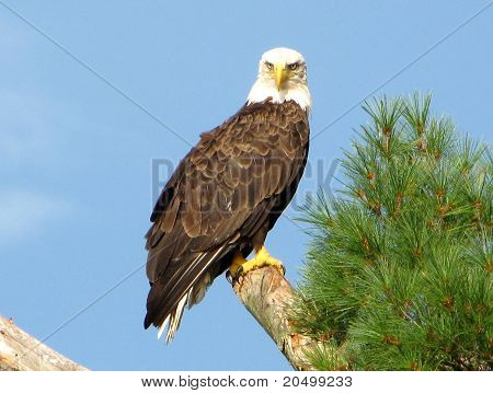 Voksen Bald Eagle