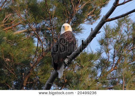 Voksen Bald Eagle