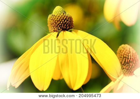 Shiny Coneflower (Rudbeckia nitida) flowers of summer