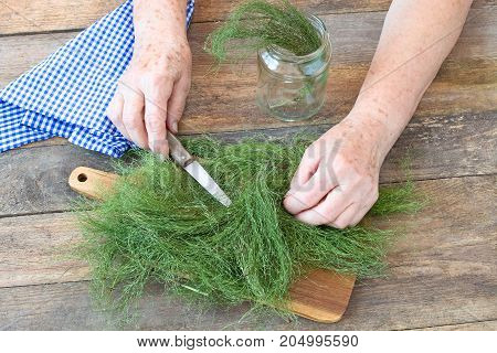 Elderly female hands with Field Horsetail, Equiseti herba.
