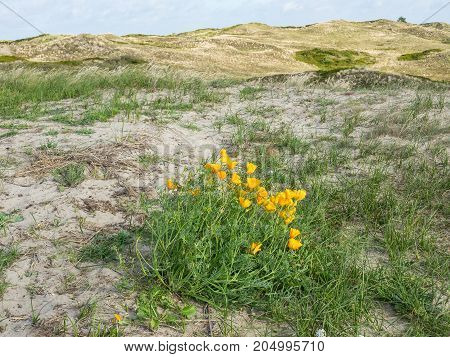 ther geman Island of spiekeroog in the North sea