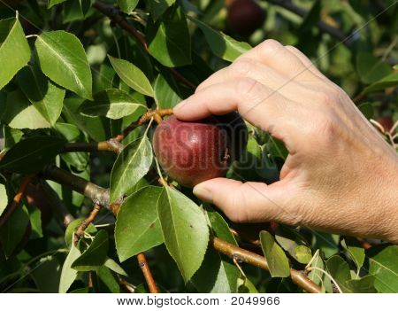 Hand-pear