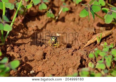 Wasp emerging from the subterranean nest with mud between its jaws, vespula germanica