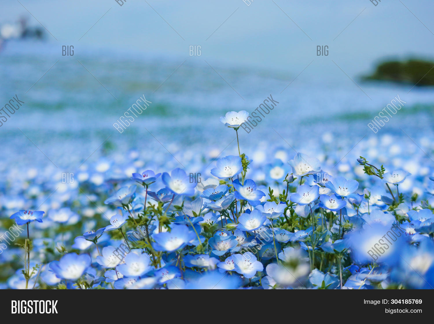 Blue Nemophila Flowers Image Photo Free Trial Bigstock