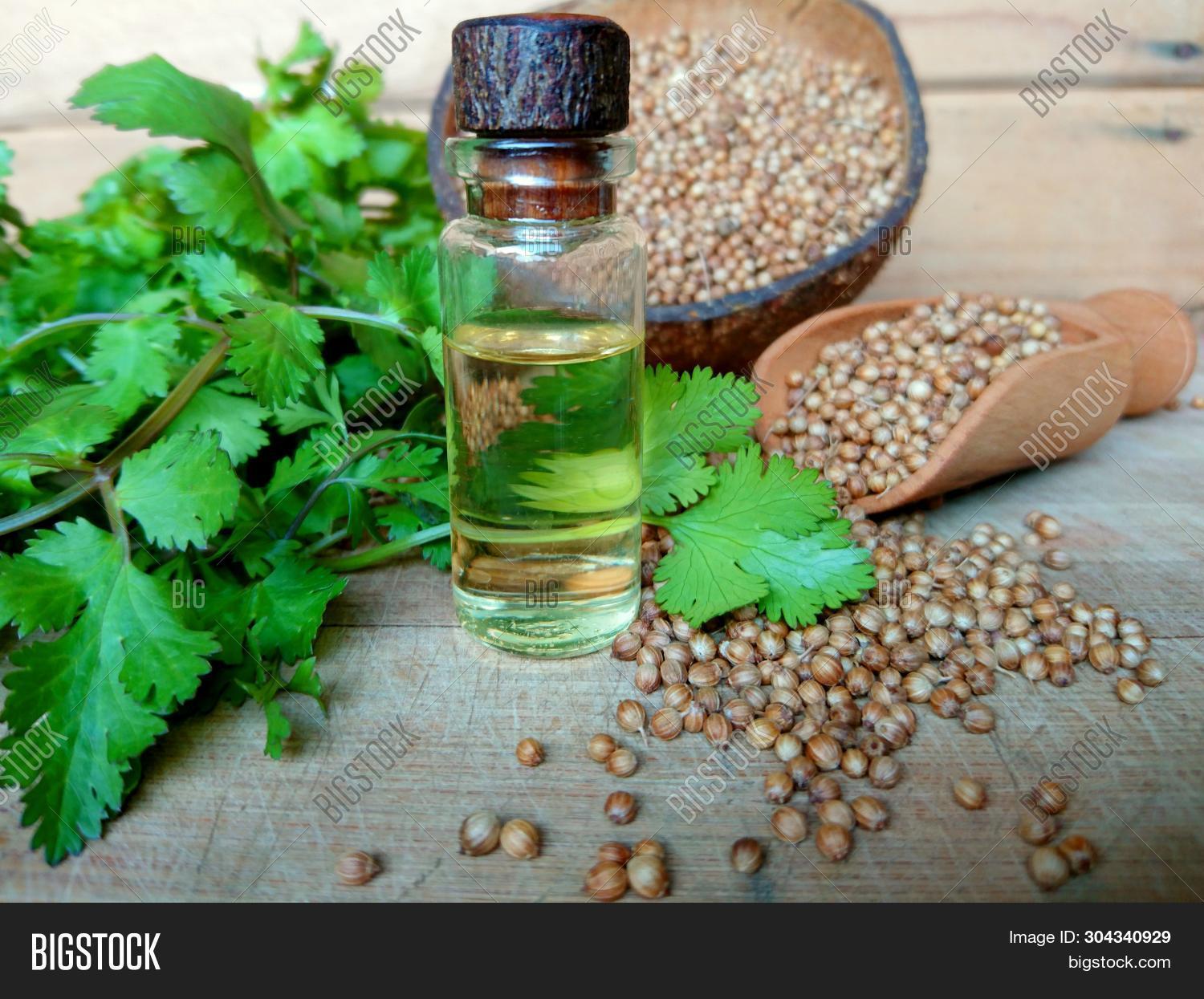 Coriander Essential Image & Photo (Free Trial) Bigstock