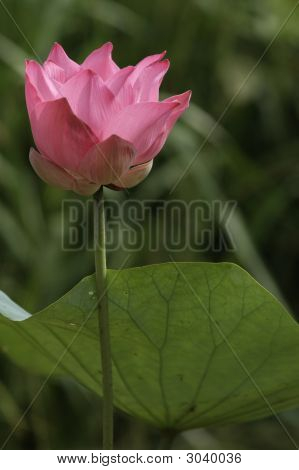 Lotus