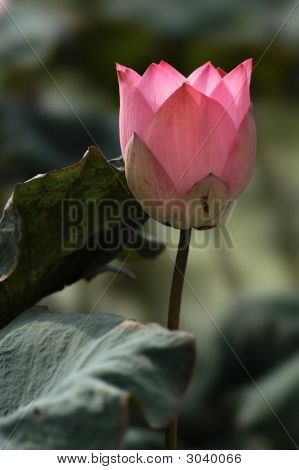 Rød Lotus