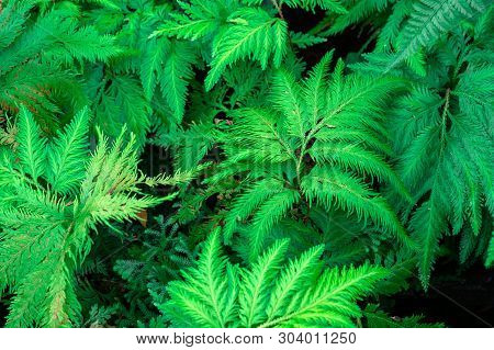 Spike Moss(selaginella Willdenowii) In The Garden. Abstrack Background Spike Moss.