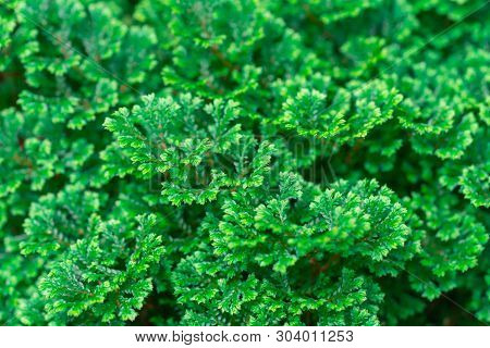 Spike Moss(selaginella Willdenowii) In The Garden. Abstrack Background Spike Moss.