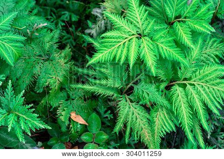Spike Moss(selaginella Willdenowii) In The Garden. Abstrack Background Spike Moss.