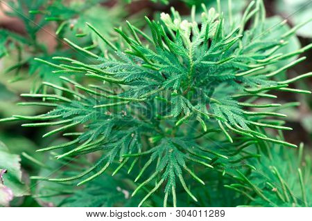 Spike Moss(selaginella Willdenowii) In The Garden. Abstrack Background Spike Moss.