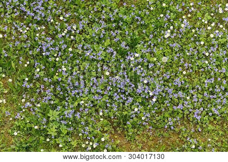 Forget-me-not Flowers Blooming In The Green Grass. Blooming Little Blue Meadow Flower