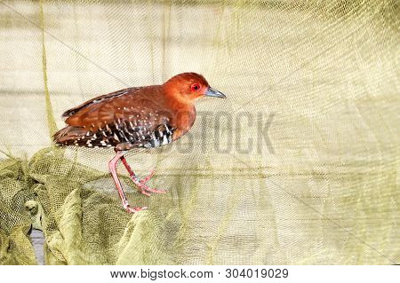 Red-legged Crake , Birds Are Trap In The Net.