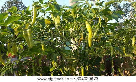 Views Of The Chili Trees In The Yard