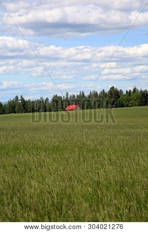 Red Barn in a wheat field. Old Red Barn or Farm House in a Wheat or Alfalfa Field. Iconic image of the American Farming community. Room for text over lay.