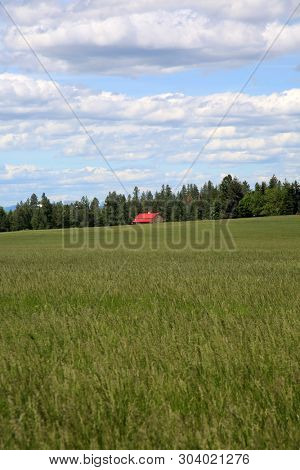 Red Barn in a wheat field. Old Red Barn or Farm House in a Wheat or Alfalfa Field. Iconic image of the American Farming community. Room for text over lay.