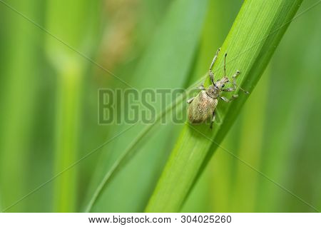 A Small Beetle Sits On A Leaf Of The Plant.it Is The Macrocosm Of Nature.in Latin The Name Of The Be