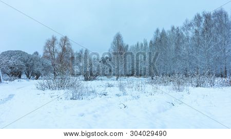Winter's Tale, Lovely Winter Scenery, Winter Park in Snow, Whitened Spruce Branch with a Snowy Forest in the Background, Snow-Covered Trees in the City Park, Snowing, Winter Park Background