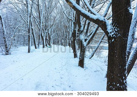 Winter's Tale, Lovely Winter Scenery, Winter Park in Snow, Whitened Spruce Branch with a Snowy Forest in the Background, Snow-Covered Trees in the City Park, Snowing, Winter Park Background