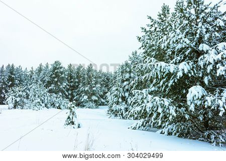 Whitened Fir Trees with Fresh Snow, Lovely Winter Scenery, Majestic White Spruces Glowing by Sunlight, Wintry Scene, Winter Snow-Covered Trees in the Ural Mountains, Winter Landscape