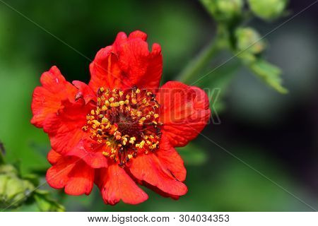 One  Beautiful Red Gardens Flowerin The Sunshine