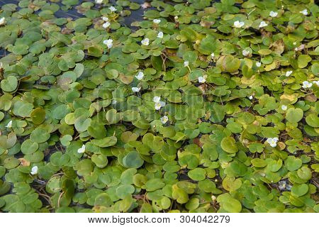 The Surface Of The Forest Lake Overgrown With Algae Vodokras Ordinary (hydrocharis Morsus-ranae)