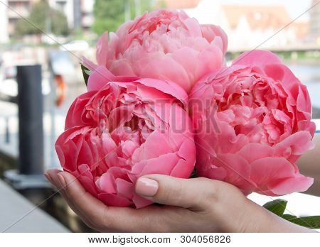 Pink Bloomed Peony In Hands With Beautiful Manicure.