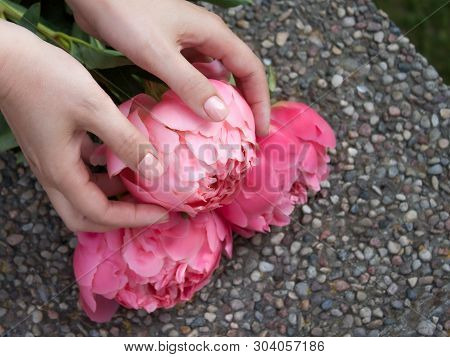 Pink Bloomed Peony In Hands With Beautiful Manicure.