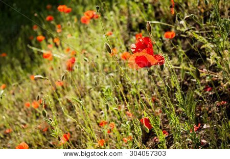 Field Of Poppy Flowers And Grass, Summer Meadow, Dark Background.