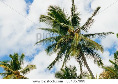 Palm Trees In Seychelles, Beautiful Summer Sky, Vacation Mood.