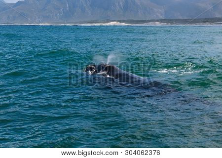 Southern Right Whale Surfacing To Take A Breath In The Indian Ocean Near Hermanus, South Africa