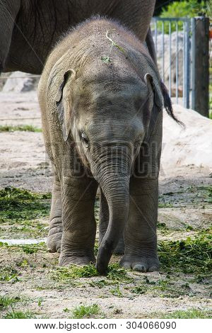 The Asian Elephant, Elephas Maximus Also Called Asiatic Elephant, Is The Only Living Species Of The 