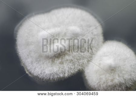Colony Of Mold Fungus Cultivated From Indoor Air On Petri Dish With Sabourad Dextrose Agar