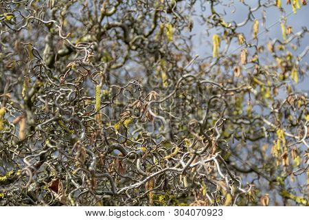 Full Frame Detail Shot Showing Lots Of Twisted Hazel Twigs At Early Spring Time