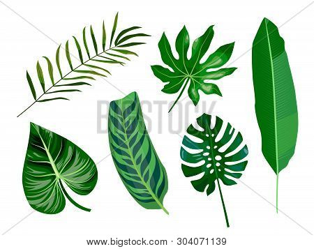 Vector Cartoon Flat Set Of Tropical Leaves, Palms, Aralia, Banana, Monstera Leaf. Isolated Elements 