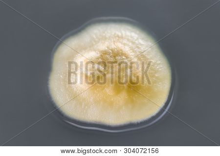 Colony Of Mold Fungus Cultivated From Indoor Air On Petri Dish With Sabourad Dextrose Agar