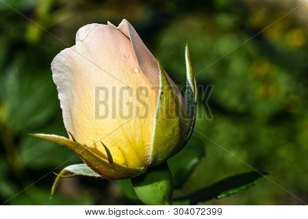 Beautiful White Rose Flower In The Garden
